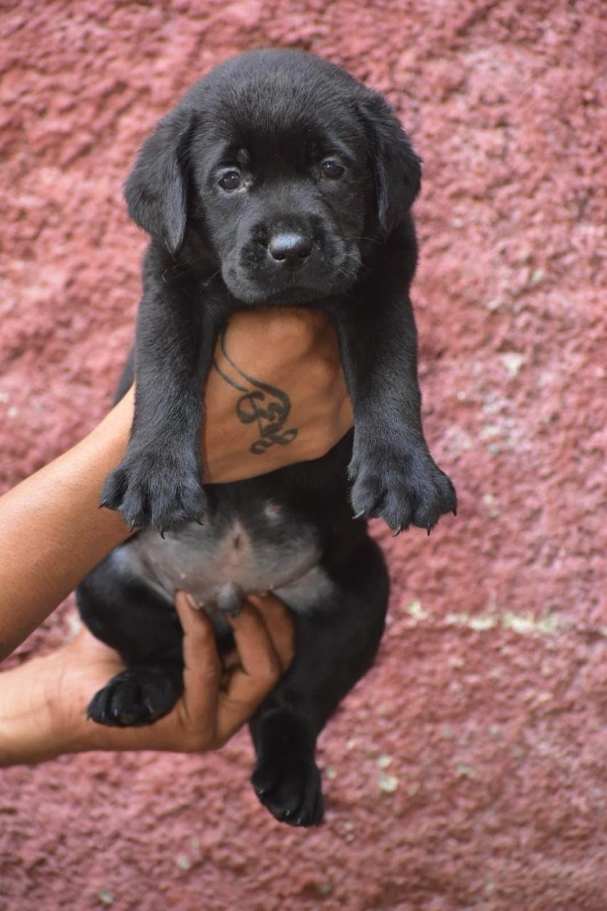 Order Female Labrador Retriever Puppy from Vizag